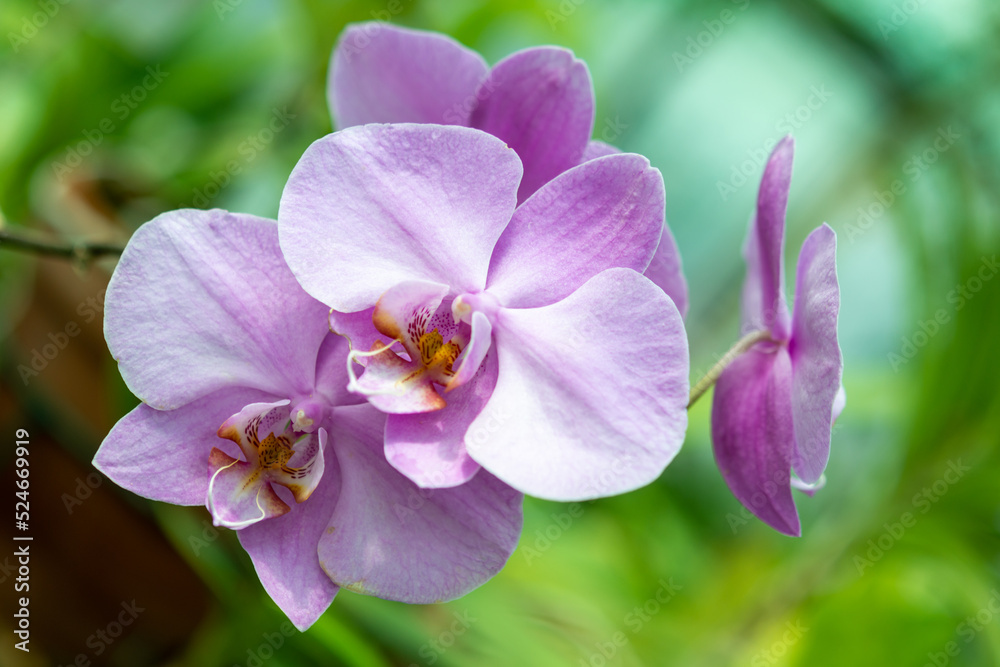 orchid in the garden orchid in the garden