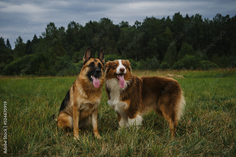 Pets on walk in summer with tongues hanging out. Two dogs in park on green grass posing. Brown Australian standing and black red German Shepherd sitting next to each other in rural clearing.
