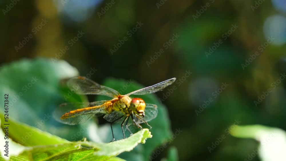Dragonfly eats prey while sitting on a tree leaf.. Dragonfly eats prey while sitting on a tree leaf..