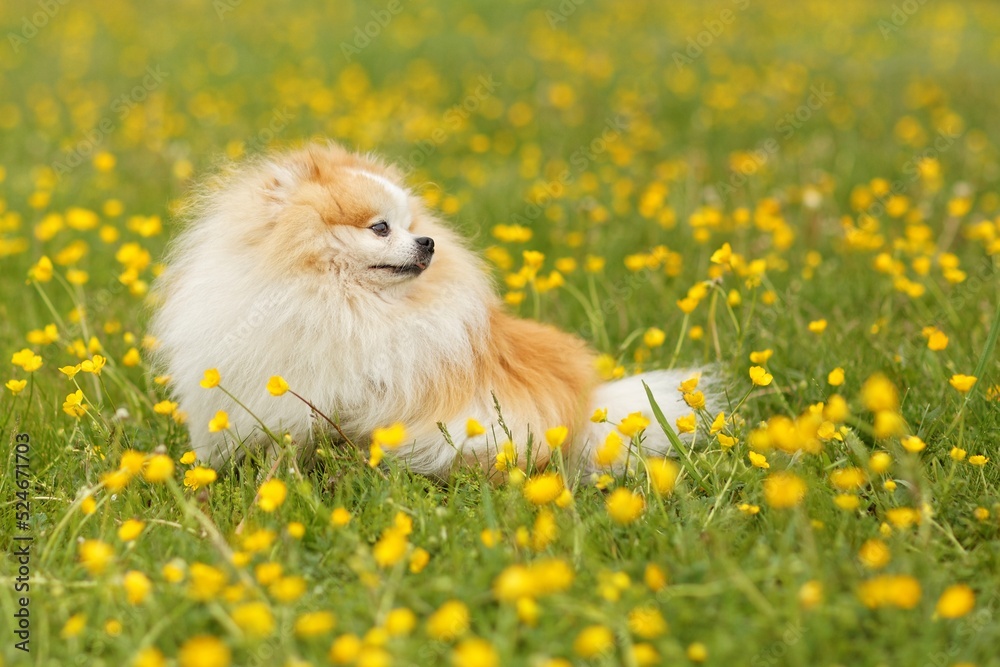 Pomeranian sitting in a buttercup field looking away