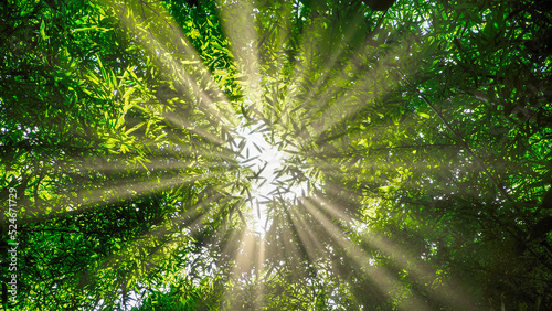 Ecology concept of  new green leaves with sunlight