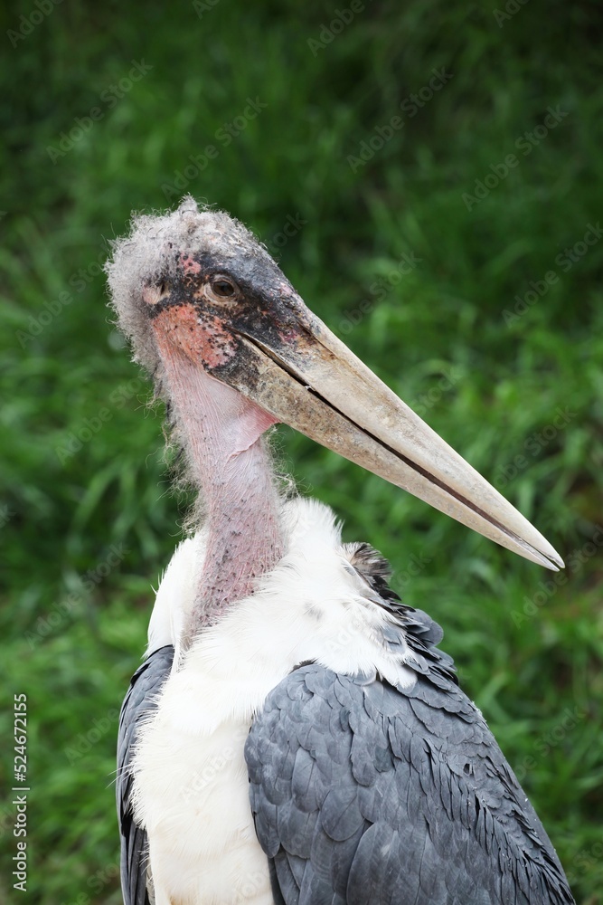 Portrait of a marabou stork