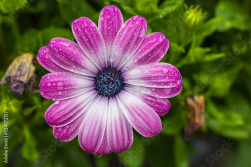 Macro view of pink chamomile flower with raindrops on summer day on green background. Sweden. photo