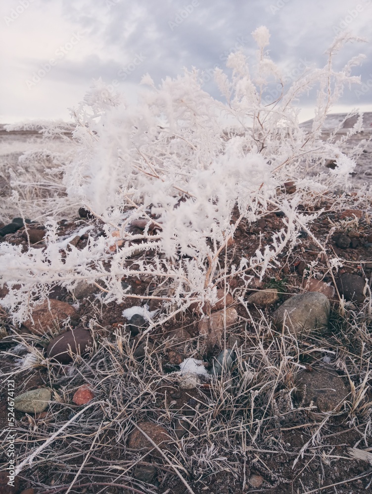 Obraz premium snow covered tree