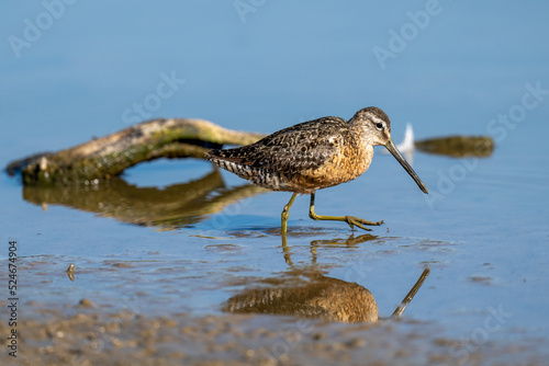 Short billed dowitcher shorebird walks along a muddy waterside