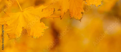 Autumn maple leaves. Maple branch with autumnal leaves. Copy space