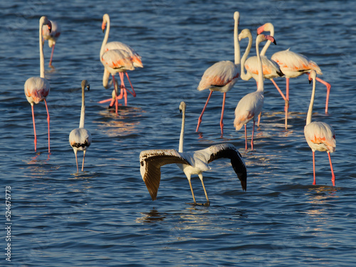Pink flamingos at sunset in Hyeres, France