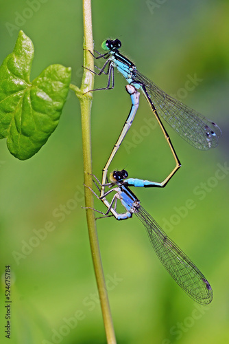 Ischnura elegans photo