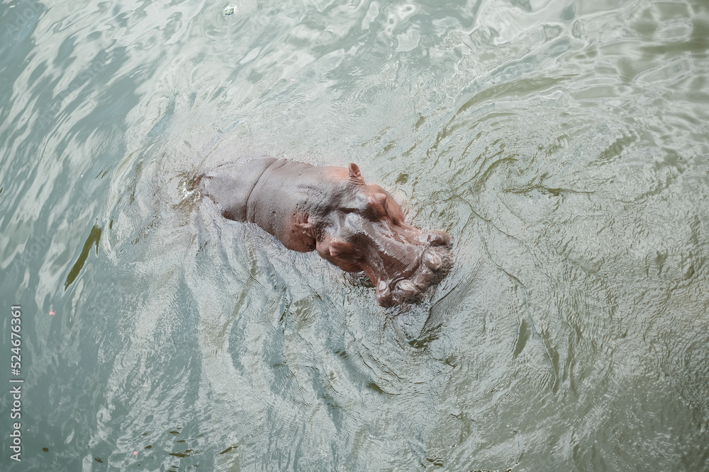 Fototapeta premium The Hippo in the Everglades