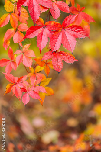 Colorful background of fallen autumn leaves. Bright red leaves of wild grapes. Autumn concept
