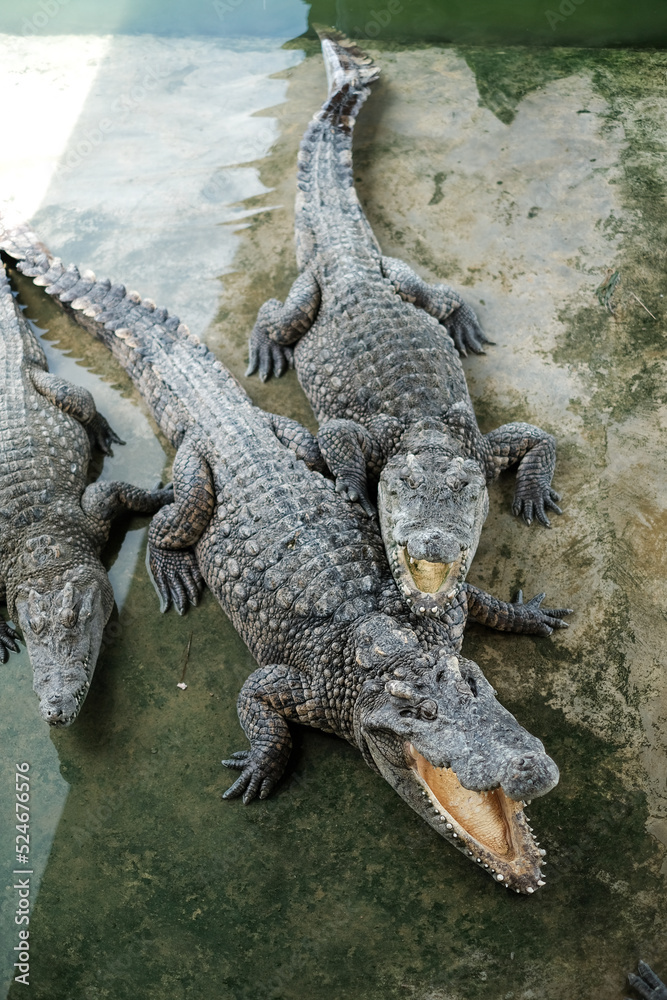 Obraz premium The alligator in the Everglades