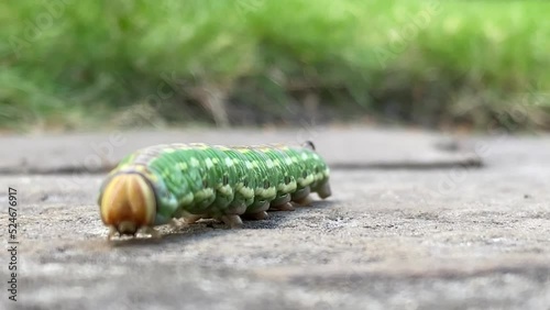 caterpillar crawling on asphalt butterfly