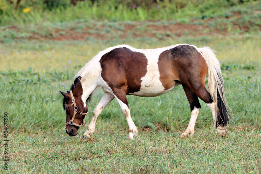 Naklejka premium Horse