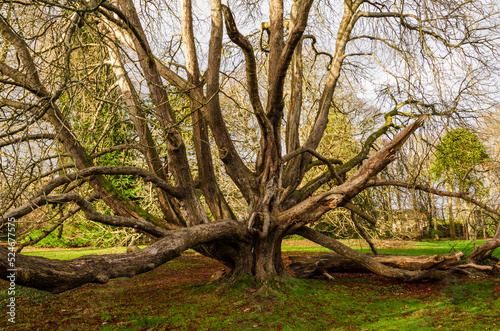 Horse Chestnut tree at Rowallene, Saintfield Co Down.