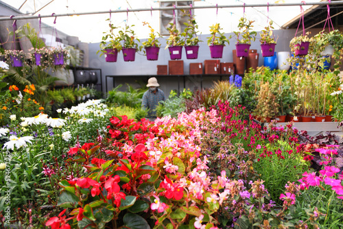 Various garden colorful flowering potted plants and flowers bloom in the greenhouse. Industry of growing for indoor and outdoor planting for sale in Israel
