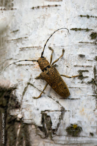 Macro shot of Longhorn beetle - Cerambycidae - on a tree branch