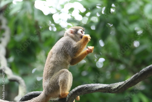 Squirrel MOnkey