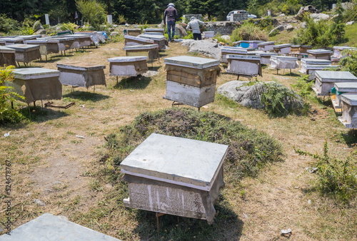 multiple boxes of beehives kept in the apiary for honey and wax farming in Himachal Pradesh, india. one beeworker harvesting honey and wax from honeycomb plate in distance. photo