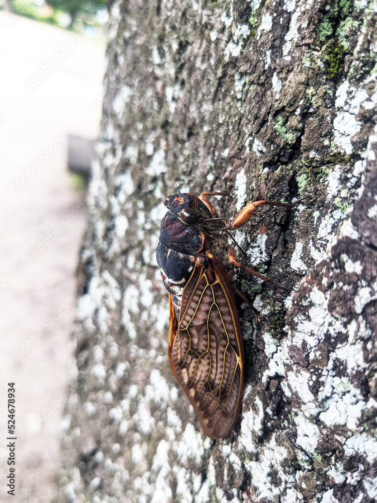 夏の公園の木に止まるアブラゼミ　6