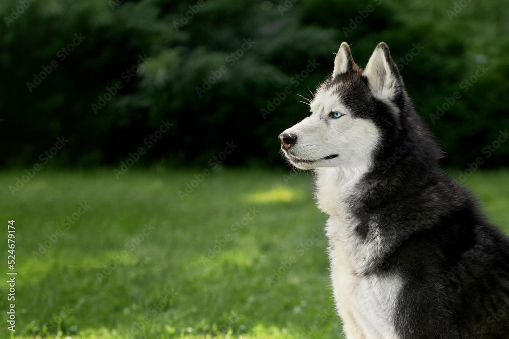 Siberian husky dog, side view. Husky dog on the background of a green lawn and thuja in the summer park