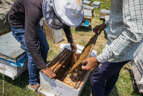 beekeeper holding a honeycomb frame of the beehive by hand for harvesting honey and wax.swarms of honey bees are seen gathering on the frame. photo