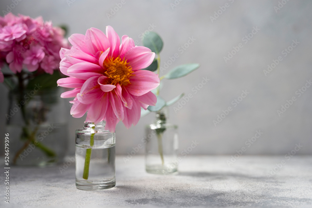 Still life pink flowers scene. Pink hydrangea flowers and dahlias in glass vase on neutral background soft, selective focus. Still life pink flowers scene. Pink hydrangea flowers and dahlias in glass vase on neutral background soft, selective focus.