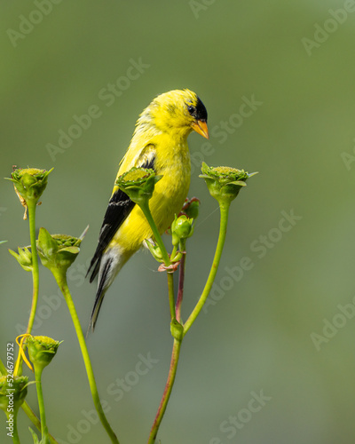 Male American Goldfinch Easting Flower seeds