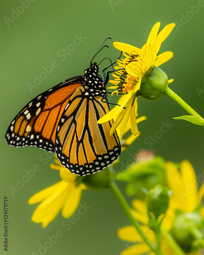 Monarch Butterfly on Schweinitz's Sunflower © Gordon