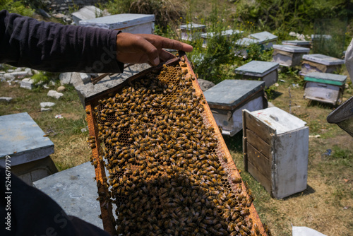 beekeeper holding a honeycomb frame of the beehive by hand for harvesting honey and wax.swarms of honey bees are seen gathering on the frame. photo