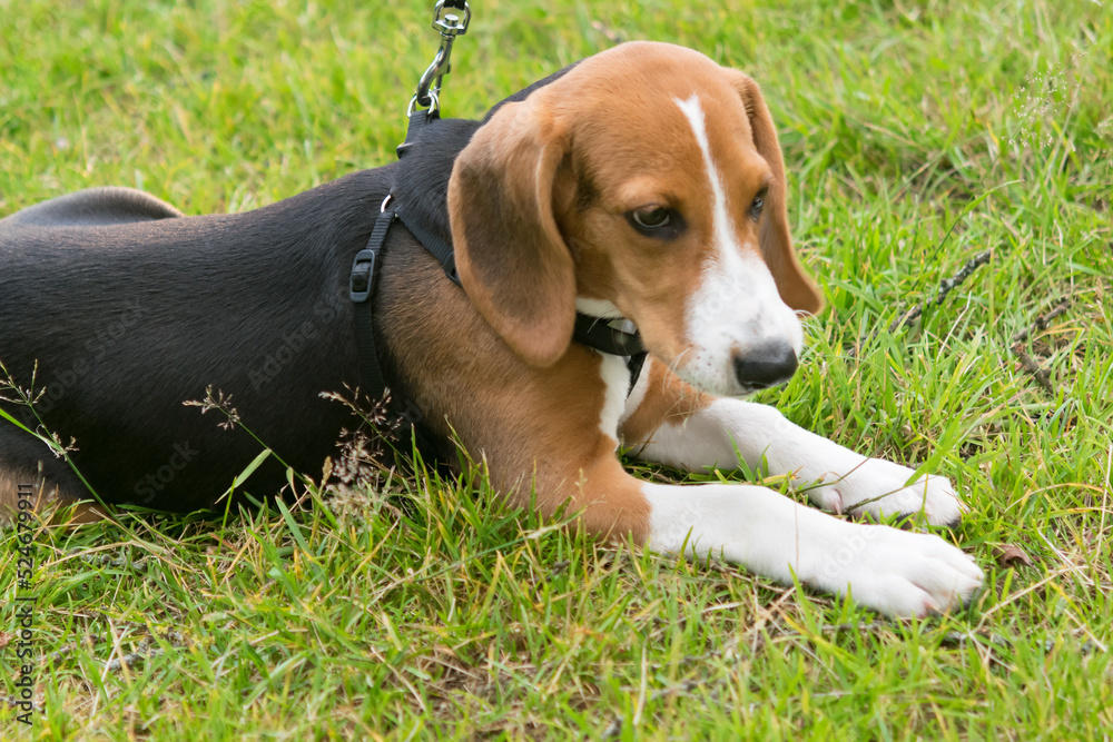 beagle puppy lying on green grass, side view