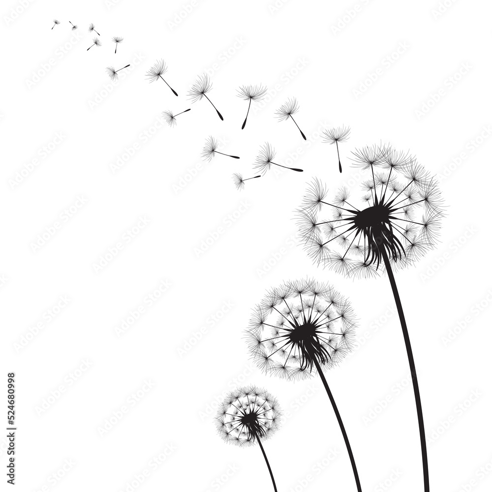 custom made wallpaper toronto digitalVector illustration dandelion time. Black Dandelion seeds blowing in the wind. The wind inflates a dandelion isolated on white background.