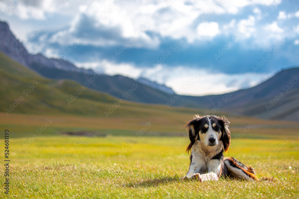 The dog sits on the grass against the backdrop of the mountains. A beautiful hunting dog is resting on the lawn. Happy pet on a walk. The dog sits on the grass against the backdrop of the mountains. A beautiful hunting dog is resting on the lawn. Happy pet on a walk.