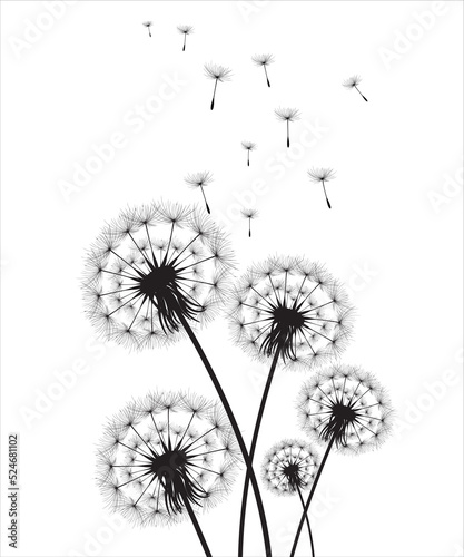 Vector illustration dandelion time. Black Dandelion seeds blowing in the wind. The wind inflates a dandelion isolated on white background.