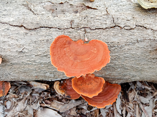 Fungus at a tree trunk. Pycnoporus sanguineus is a white rot saprobic fungus, Polyporaceae family. photo