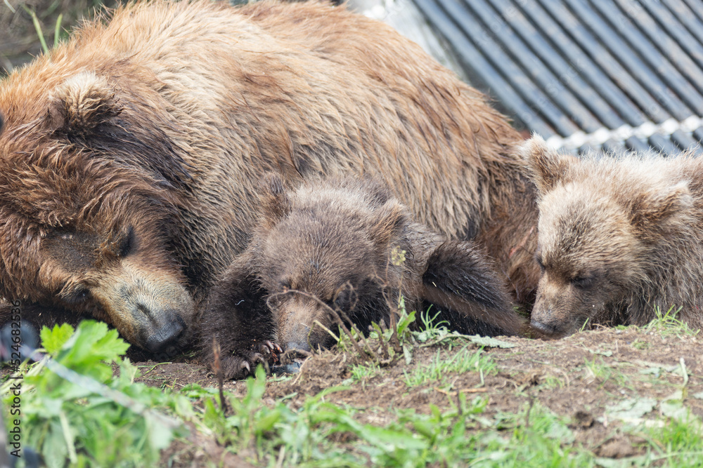 Obraz premium She-bear of a brown Kamchatka bear with cubs on the Kuril lake. Kamchatka, Russia.
