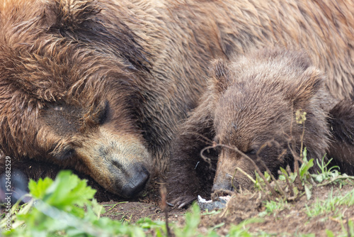 Wallpaper Mural She-bear of a brown Kamchatka bear with cubs on the Kuril lake. Kamchatka, Russia. Torontodigital.ca