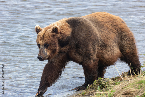Brown Kamchatka bear on the Kuril lake. Kamchatka, Russia.