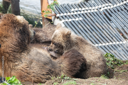 She-bear of a brown Kamchatka bear with cubs on the Kuril lake. Kamchatka, Russia.