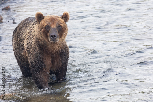 Brown Kamchatka bear on the Kuril lake. Kamchatka, Russia.