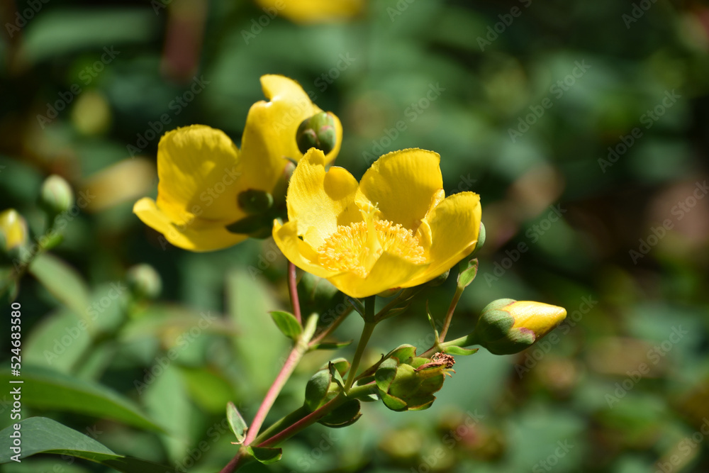 St Johns Wort Flowering in an Herb Garden St Johns Wort Flowering in an Herb Garden
