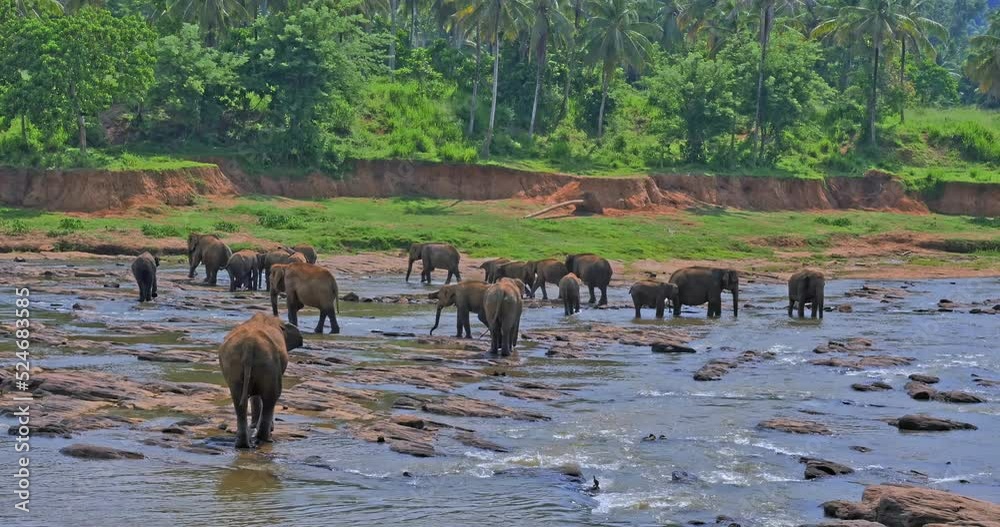 Elephant orphanage and wildlife park reserve in Sri Lanka. Travel site in Asia Elephant orphanage and wildlife park reserve in Sri Lanka. Travel site in Asia