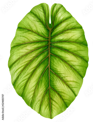 Tropical alocasia Leaf  watercolor style for Decorative Element