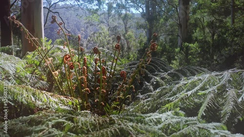 Sunny day in Australia's native forest. View over huge fern leaves photo