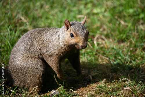 Westliches Grauhörnchen / Western Gray Squirrel / Sciurus griseus