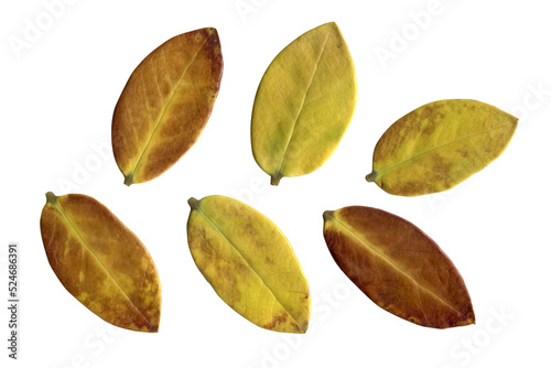 old dry leaves leaf on white background.Top view. Clipping path