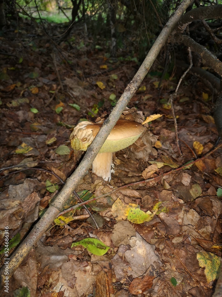 Obraz premium Jesienne grzyby