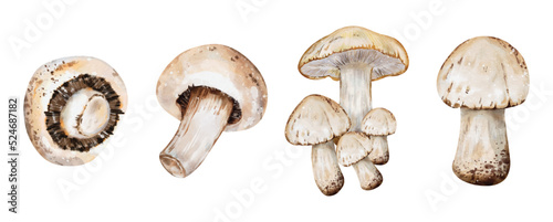 Mushroom watercolor collection vector illustration isolated on white background
