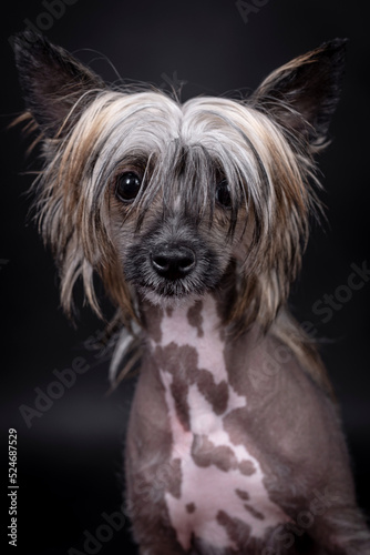 portrait of the Chinese Crested Dog