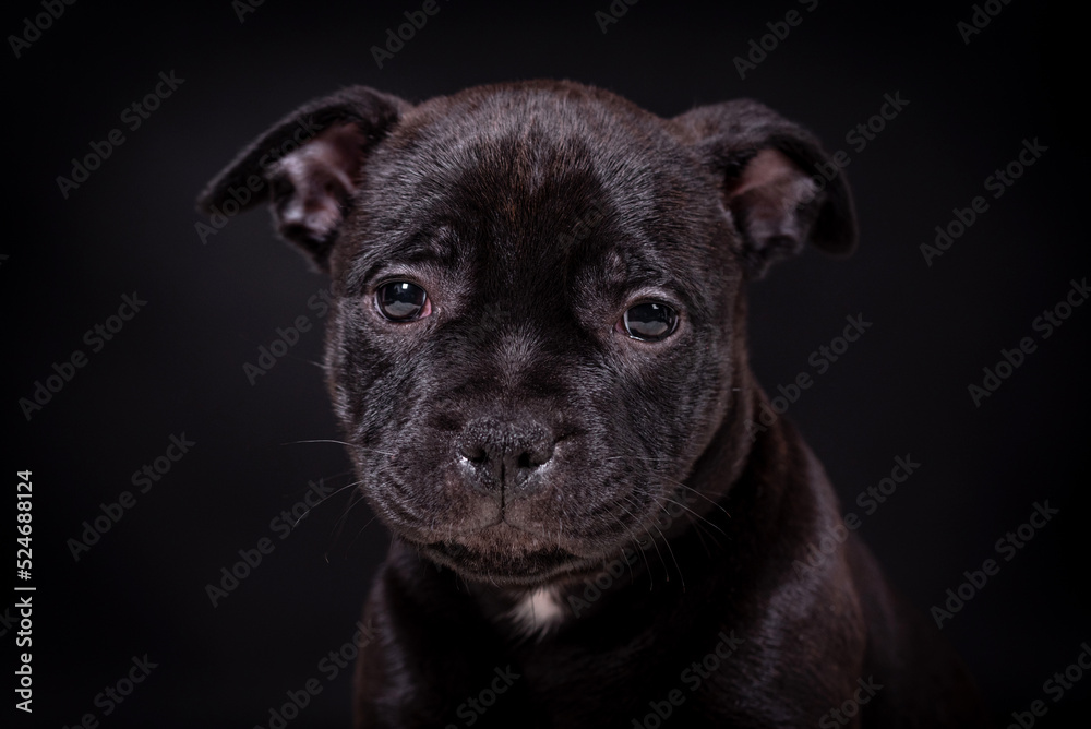 portrait of the Staffordshire Bull Terrier Dog Puppy portrait of the Staffordshire Bull Terrier Dog Puppy