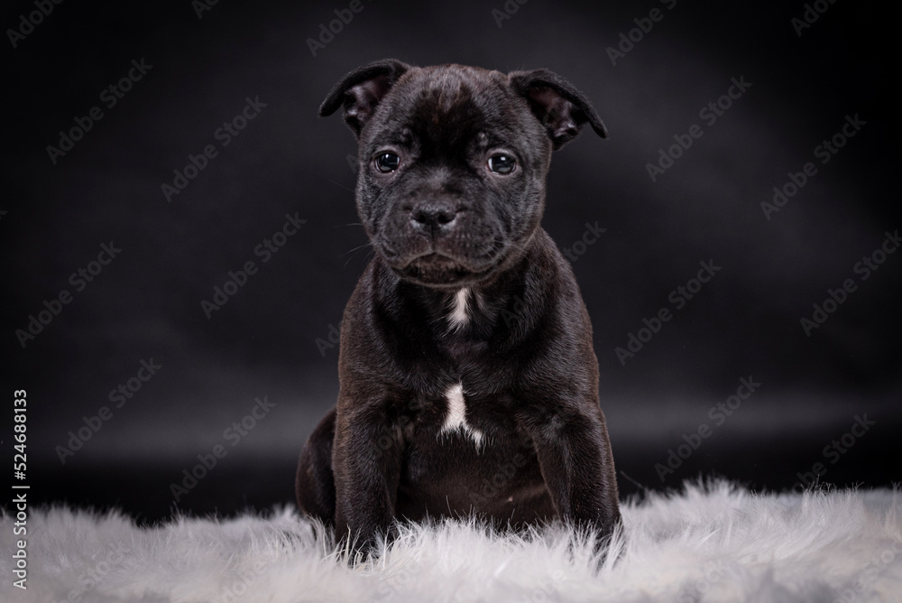 portrait of the Staffordshire Bull Terrier Dog Puppy portrait of the Staffordshire Bull Terrier Dog Puppy